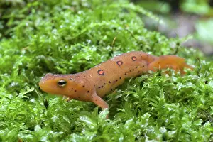Redspotted: Eastern Newt