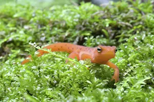 Redspotted: Eastern Newt