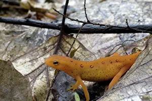 Redspotted: Eastern Newt