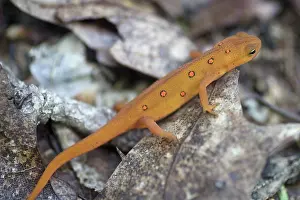 Redspotted: Eastern Newt