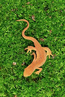 Viridescens: Eastern Newt