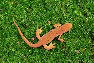Viridescens: Eastern Newt