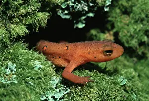 Viridescens: Eastern Newt Eft