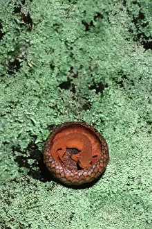 Acorn: Eastern Newt Eft