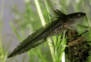 Viridescens: Eastern Newt Larva