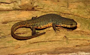 Viridescens: Eastern Newt (Notophthalmus viridescens)