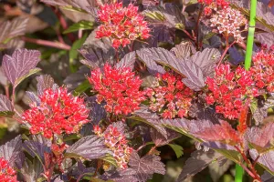 Magentas: Eastern Ninebark (Physocarpus opulifolius) Diable