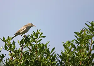 Rhodes: Eastern Olivaceous Warbler