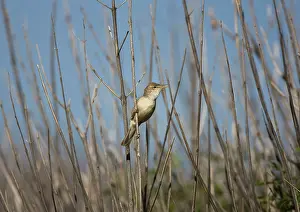 Rhodes: Eastern Olivaceous Warbler