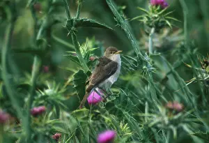 Hippolais: Eastern Olivaceous Warbler - May