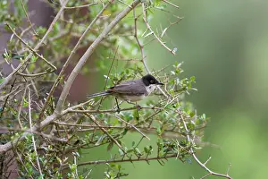 Orphean: Eastern Orphean Warbler