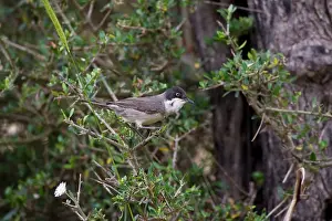 Hortensis: Eastern Orphean Warbler