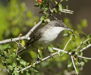 Hortensis: Eastern Orphean Warbler - May