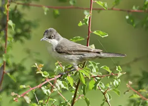 Hortensis: Eastern Orphean Warbler - May