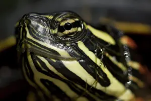 Picta: Eastern Painted Turtle