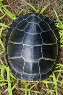 Picta: Eastern Painted Turtle
