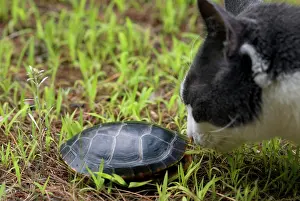 Housecat: Eastern Painted Turtle