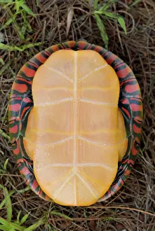 Plastron: Eastern Painted Turtle