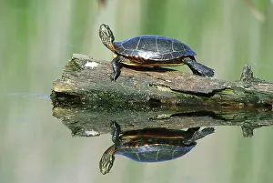 Chelonian: Eastern Painted Turtle