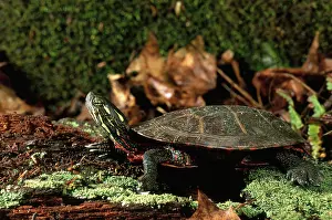 Emydidae: Eastern Painted Turtle