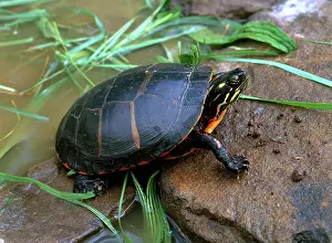 Sunning: Eastern Painted Turtle