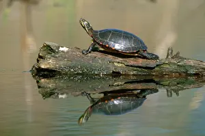 Sunning: Eastern Painted Turtle