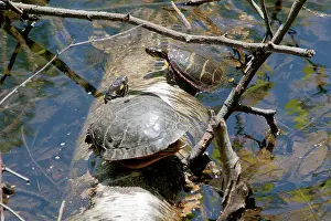 Thermoregulating: Eastern Painted Turtles
