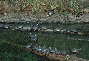 Thermoregulation: Eastern Painted Turtles