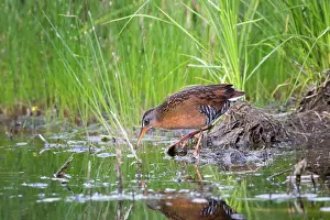 Chrysemys: Eastern painted turtles