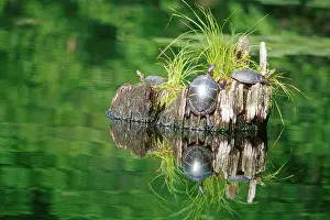 Chrysemys: Eastern Painted Turtles