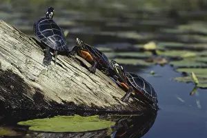 Chrysemys: Eastern Painted Turtles