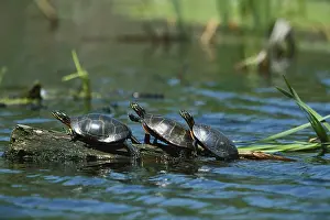 Sunning: Eastern Painted Turtles
