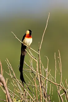 Vidua: Eastern Paradise Whydah
