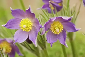 Pasques: Eastern Pasque flower