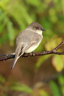 Phoebe: Eastern Phoebe