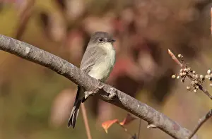 Phoebe: Eastern Phoebe