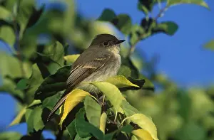 Phoebe: Eastern Phoebe