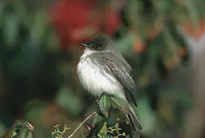 Phoebe: Eastern Phoebe