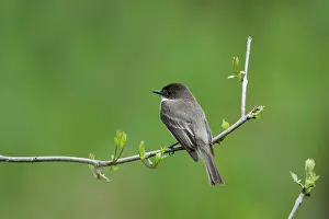 Phoebe: Eastern Phoebe