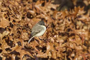 Phoebe: Eastern Phoebe in fall