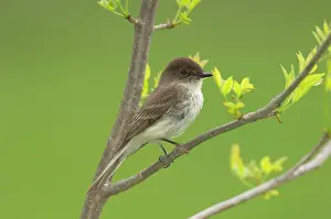 Phoebe: Eastern Phoebe - Perched on branch, May