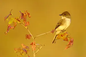Phoebe: Eastern Phoebe (Sayornis phoebe), Texas, USA