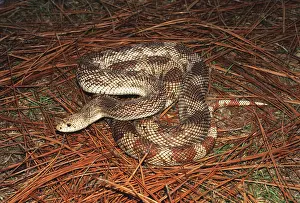 Melanoleucus: Eastern Pine Snake