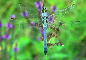 Dragonflies: Eastern Pondhawk Dragonfly