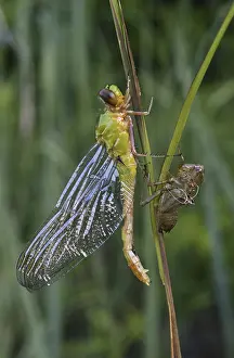 Imago: Eastern Pondhawk Dragonfly