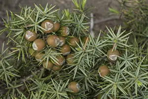 Needles: Eastern prickly juniper, Juniperus oxycedrus ssp
