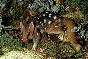Quoll: Eastern Quoll / Dasyurus