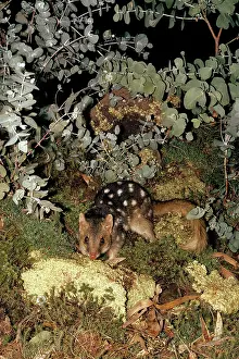 Quoll: Eastern Quoll / Dasyurus