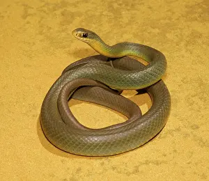 Racers: Eastern Racer