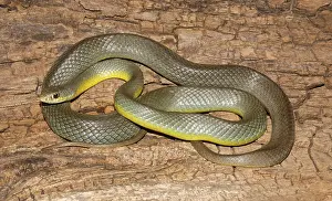 Racers: Eastern Racer